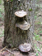 shelf.jpg