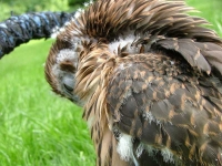 female_goshawk_preen-6_05_06.jpg
