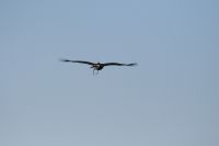 Aug_22_2009_1301.jpg