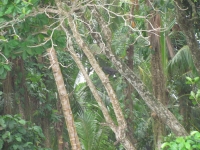 Costa_Rica_0065.jpg