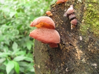 Costa_Rica_0134.jpg