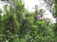 Costa_Rica_0166.jpg