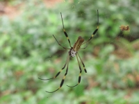 Costa_Rica_0200.jpg