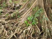 Costa_Rica_0210.jpg