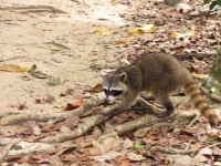 Costa_Rica_0217.jpg