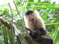 Costa_Rica_0340.jpg