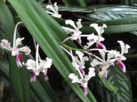 Costa_Rica_0560.jpg