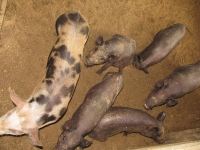 Costa_Rica_0680.jpg