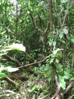 Costa_Rica_0779.jpg