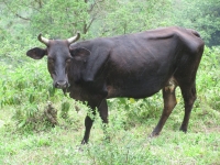 Costa_Rica_1102.jpg