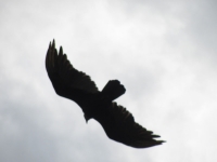 Costa_Rica_1166.jpg