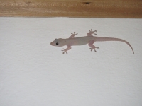 Costa_Rica_1436.jpg