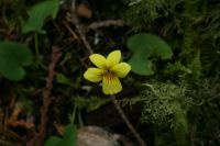 Lena_Lake_Apr_19_2009_0394.jpg