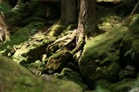 Lena_Lake_Apr_19_2009_0396.jpg