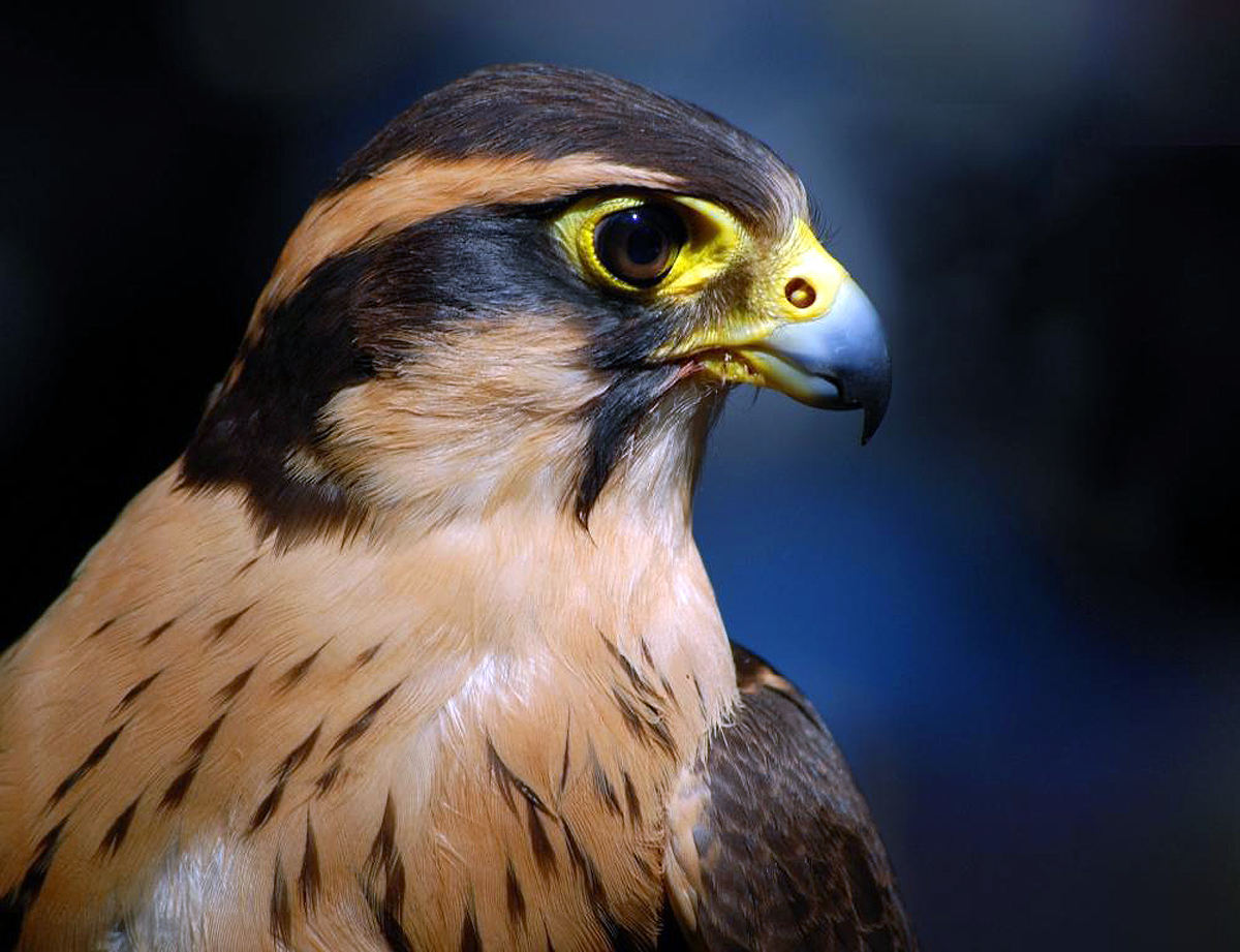 Aplomado Falcon